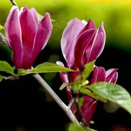 magnolia-purpurowa-nigra-p9-c1