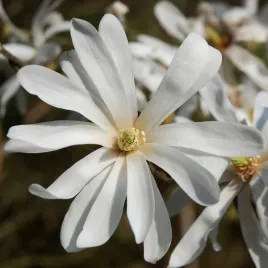 magnolia-stellata-sadzonka-w-pojemniku-2l