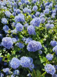 prusznik-niebieski-victoria-poj-2l