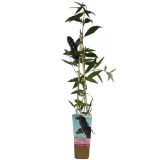 budleja-dawida-black-knight-p9-c1-nazwa-lacinska-buddleja-davidii