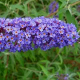 budleja-dawida-nanho-blue-p9-c1