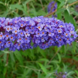 budleja-dawida-nanho-blue-p9-c1