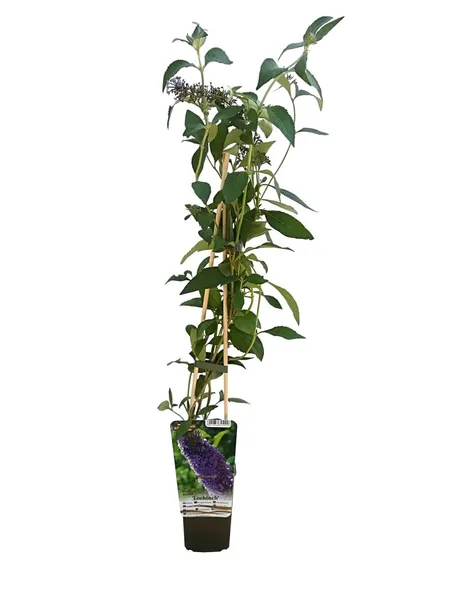 budleja-dawida-nanho-blue-p9-c1-nazwa-lacinska-buddleja-davidii