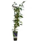 budleja-dawida-nanho-blue-p9-c1-nazwa-lacinska-buddleja-davidii