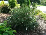 budleja-dawida-white-bouquet-p9-c1-rodzaj-rosliny-inny