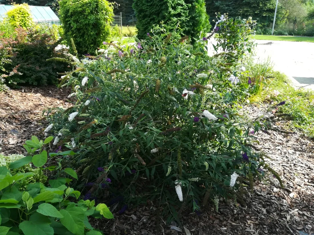 budleja-dawida-white-bouquet-p9-c1-rodzaj-rosliny-inny