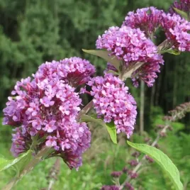 budleja-skretolistna-buddleja-alternifolia-sadzonka-w-pojemniku-2l