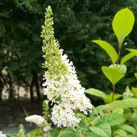 budleja-dawida-white-bouquet-sadzonka-w-pojemniku-2l