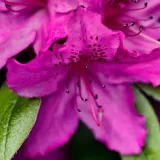 rododendron-azalia-koningstein-p9-c1