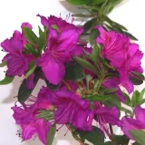 rododendron-azalia-koningstein-p9-c1-rodzaj-rosliny-inny