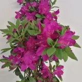 rododendron-azalia-koningstein-p9-c1-producent-inna