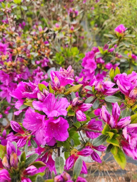 rododendron-azalia-koningstein-p9-c1-nazwa-lacinska-rhododendron