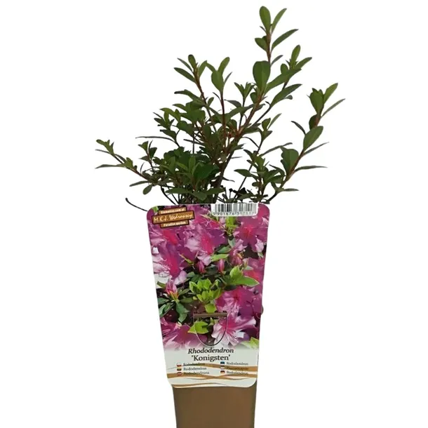 rododendron-azalia-koningstein-p9-c1-rodzaj-rosliny-inny-producent-inna