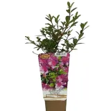rododendron-azalia-koningstein-p9-c1-rodzaj-rosliny-inny-producent-inna