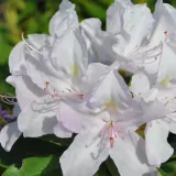 rododendron-azalia-cunningham-s-white-p9-c1
