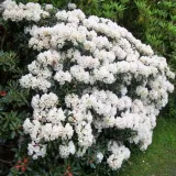 rododendron-azalia-cunningham-s-white-p9-c1-rodzaj-rosliny-inny