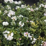 rododendron-azalia-cunningham-s-white-p9-c1-producent-inna