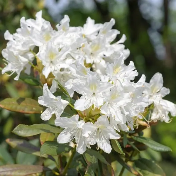 rododendron-azalia-cunningham-s-white-p9-c1-nazwa-lacinska-rhododendron