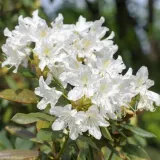 rododendron-azalia-cunningham-s-white-p9-c1-nazwa-lacinska-rhododendron