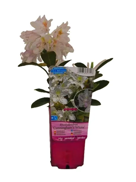 rododendron-azalia-cunningham-s-white-p9-c1-rodzaj-rosliny-inny-producent-inna