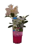 rododendron-azalia-cunningham-s-white-p9-c1-rodzaj-rosliny-inny-producent-inna