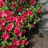 rododendron-azalia-marushka-p9-c1-rodzaj-rosliny-inny