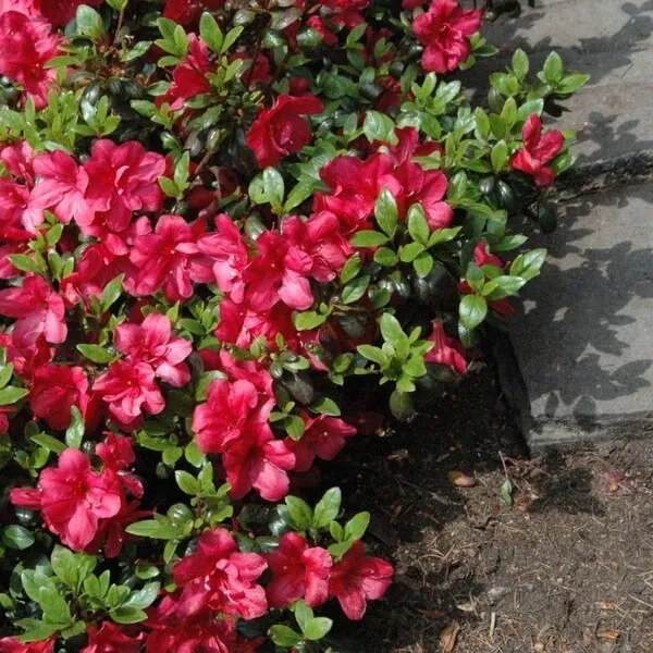 rododendron-azalia-marushka-p9-c1-rodzaj-rosliny-inny
