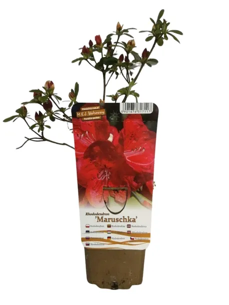 rododendron-azalia-marushka-p9-c1-producent-inna