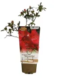 rododendron-azalia-marushka-p9-c1-producent-inna
