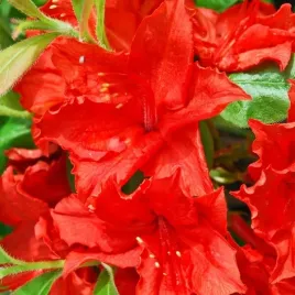 rododendron-mollis-azalia-doloroso-sadzonka-w-pojemniku-2l