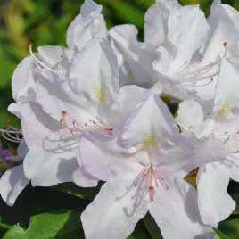 rododendron-azalia-cunningham-s-white-c4