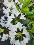 rododendron-azalia-cunningham-s-white-c4-rodzaj-rosliny-inny