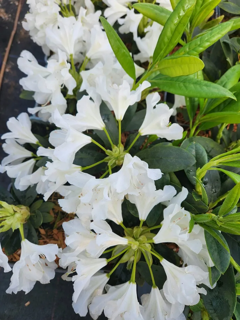 rododendron-azalia-cunningham-s-white-c4-rodzaj-rosliny-inny