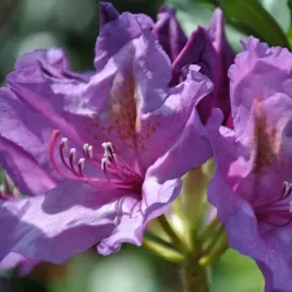 rododendron-azalia-catawbiense-grandiflorum-p9-c1