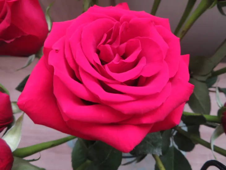 roza-mix-nieoznakowana-nazwa-lacinska-rosa