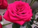 roza-mix-nieoznakowana-nazwa-lacinska-rosa