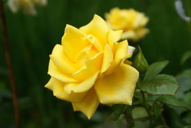 roza-mix-nieoznakowana-producent-inna-nazwa-lacinska-rosa