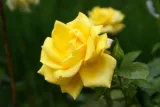 roza-mix-nieoznakowana-producent-inna-nazwa-lacinska-rosa