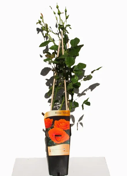 roza-mix-nieoznakowana-nazwa-lacinska-rosa-producent-inna