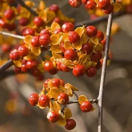 dlawisz-duo-obuplciowy-p9-c1