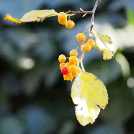 dlawisz-herkules-meski-p9-c1