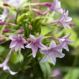 jasmin-stefana-p9-c1