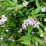 jasmin-stefana-p9-c1-rodzaj-rosliny-inny