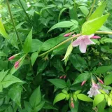 jasmin-stefana-p9-c1-producent-inna