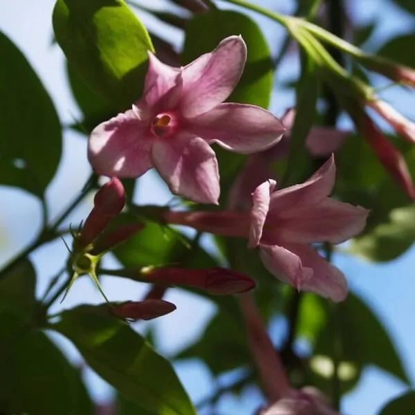 jasmin-stefana-p9-c1-nazwa-lacinska-inna