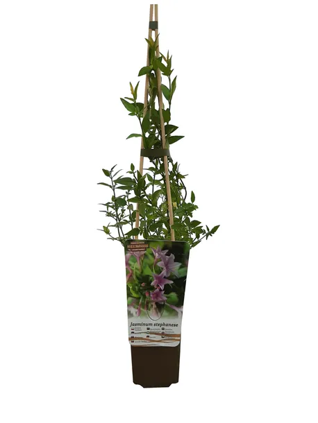 jasmin-stefana-p9-c1-rodzaj-rosliny-inny-producent-inna