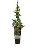 jasmin-stefana-p9-c1-rodzaj-rosliny-inny-producent-inna