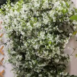 jasmin-gwiazdkowy-p9-c1