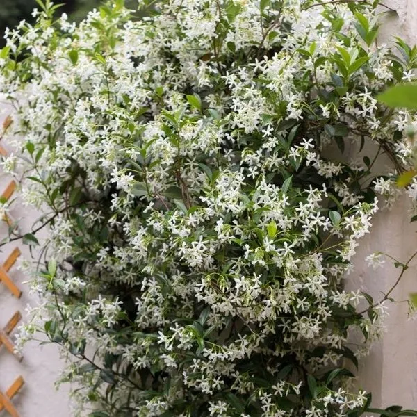 jasmin-gwiazdkowy-p9-c1