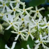 jasmin-gwiazdkowy-p9-c1-rodzaj-rosliny-inny